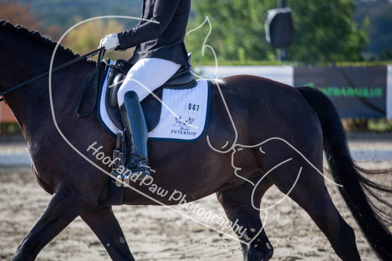bouferterhaff-jumping-83-standard-l8j1c8.jpg