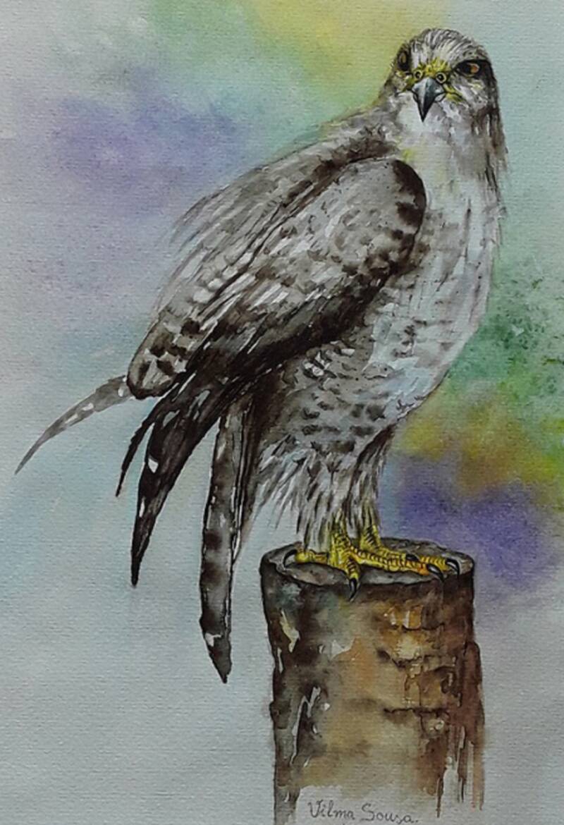 07_bussard-50-x-40-aquarell-standard-d9wcla.jpg