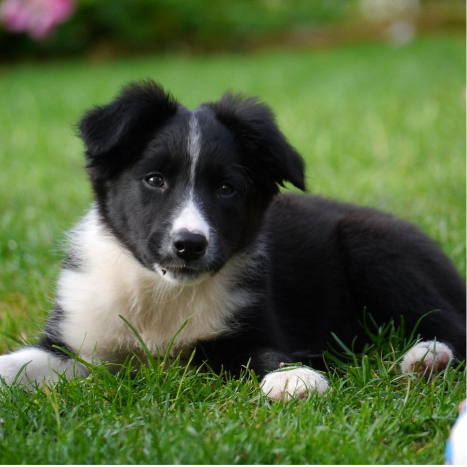 Box voor puppy's middelgrote hond