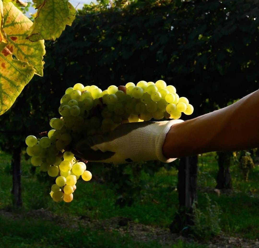 Oogst van de Gleradruif