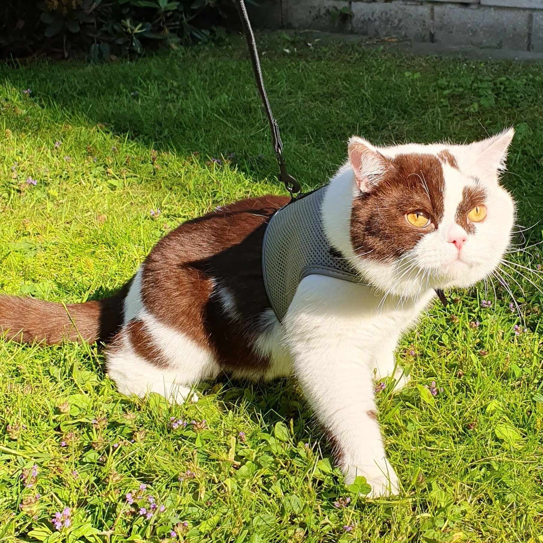 Ice Choco Aire Force Cat