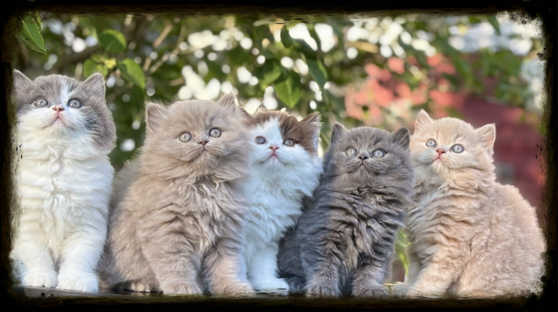 C-kullen född 240330 består av fem stycken hanar.