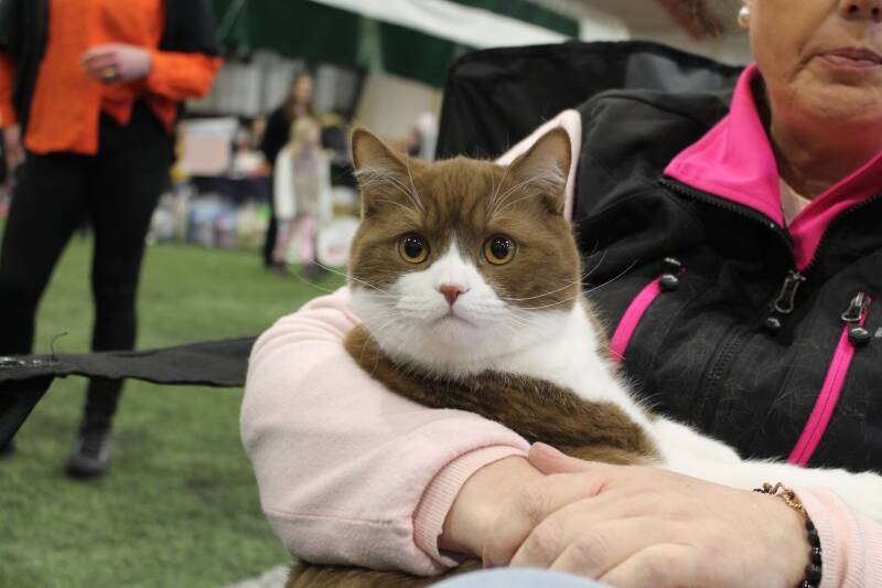 SE*Amberglance Don Juan.jpg