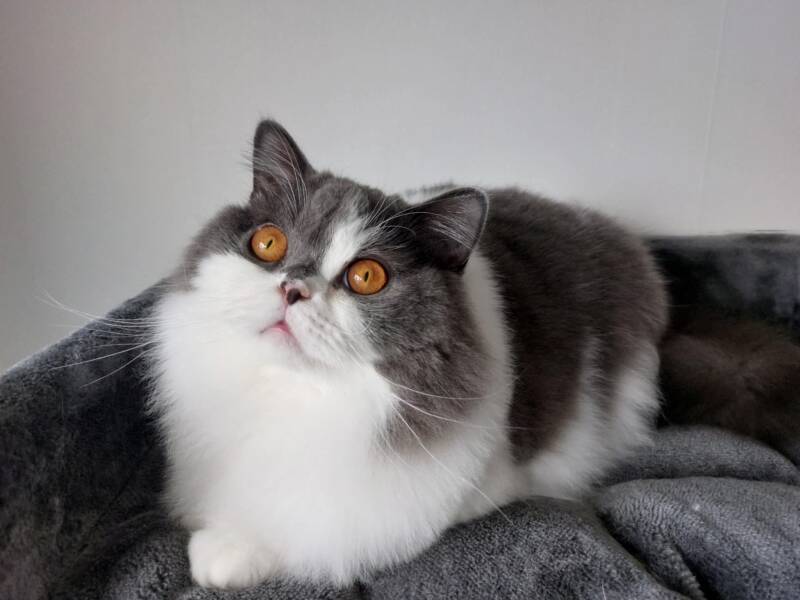 PR*SeAmberglance Claudius.jpg