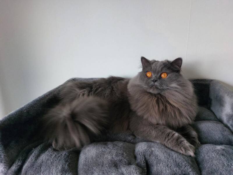 PR*SE*Amberglance Cosmos.jpg