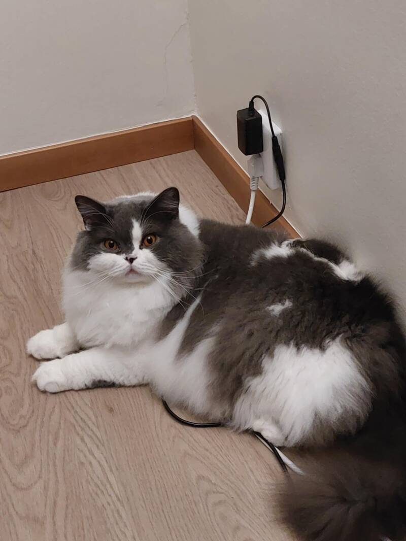 PR SE Amberglance Claudius.jpg