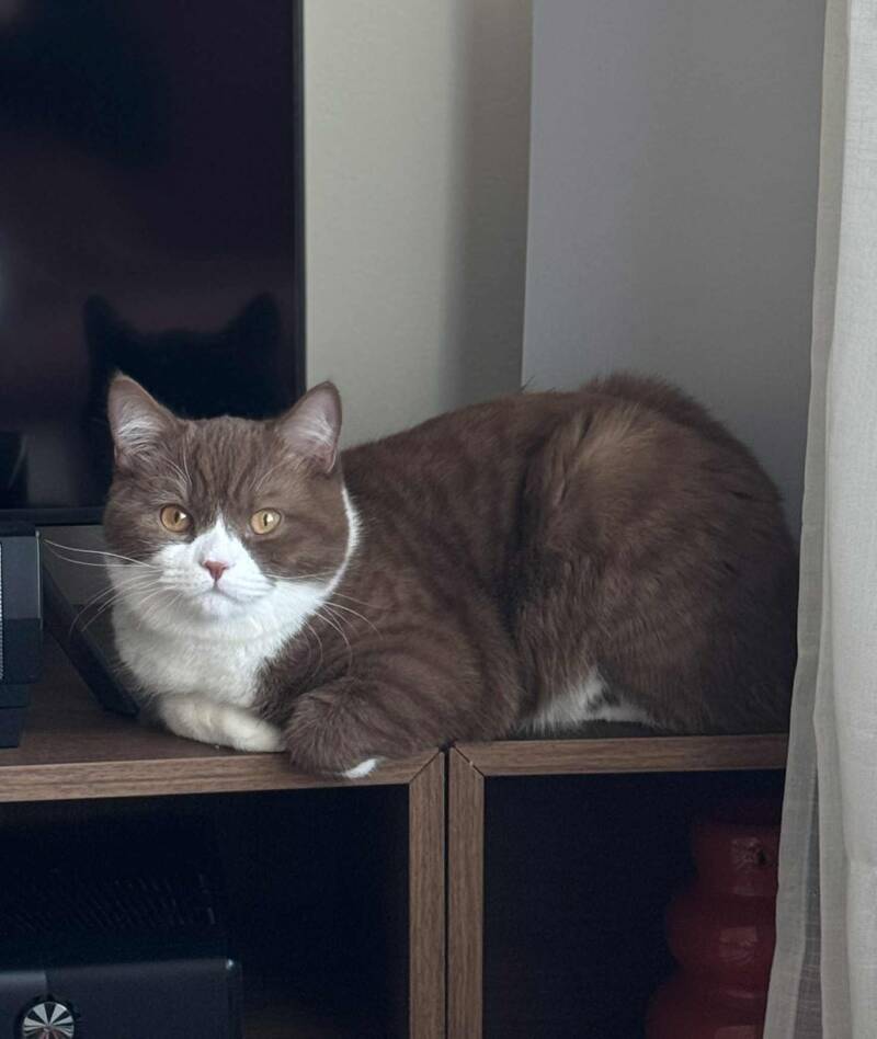 SE*Amberglance Don Jua.jpg