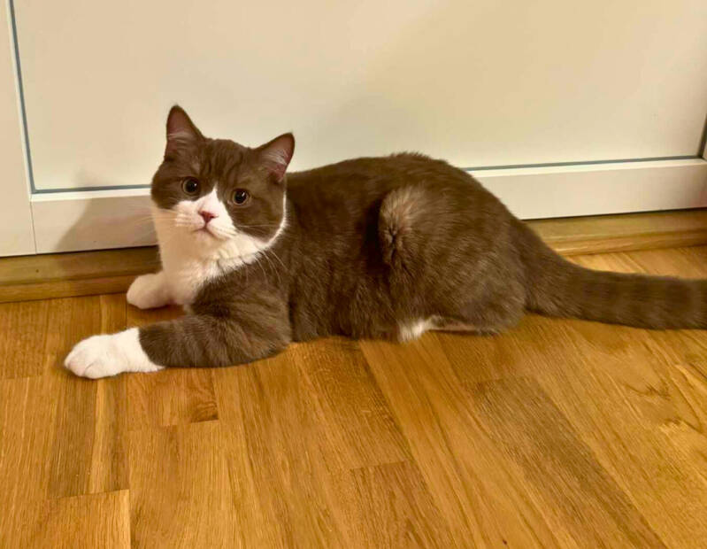 SE*Amberglance Don Juan.jpg