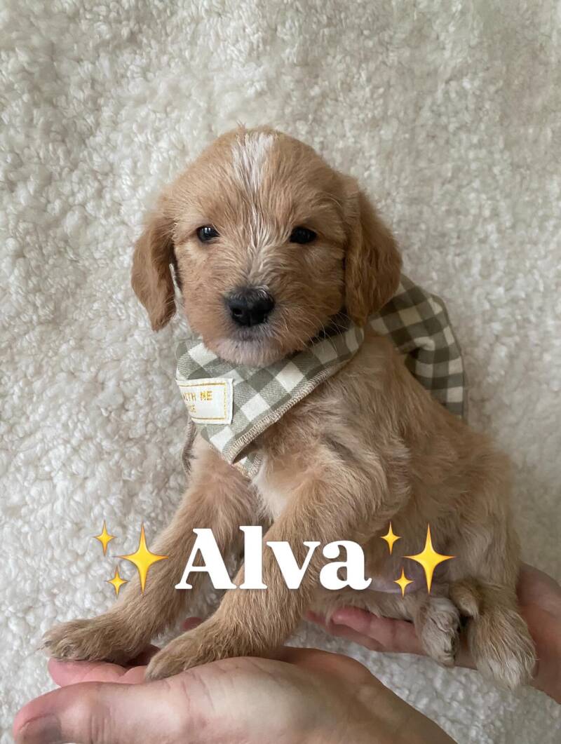 Alva labradoodle valp aprikos creme tik nyfiken, social och framåt