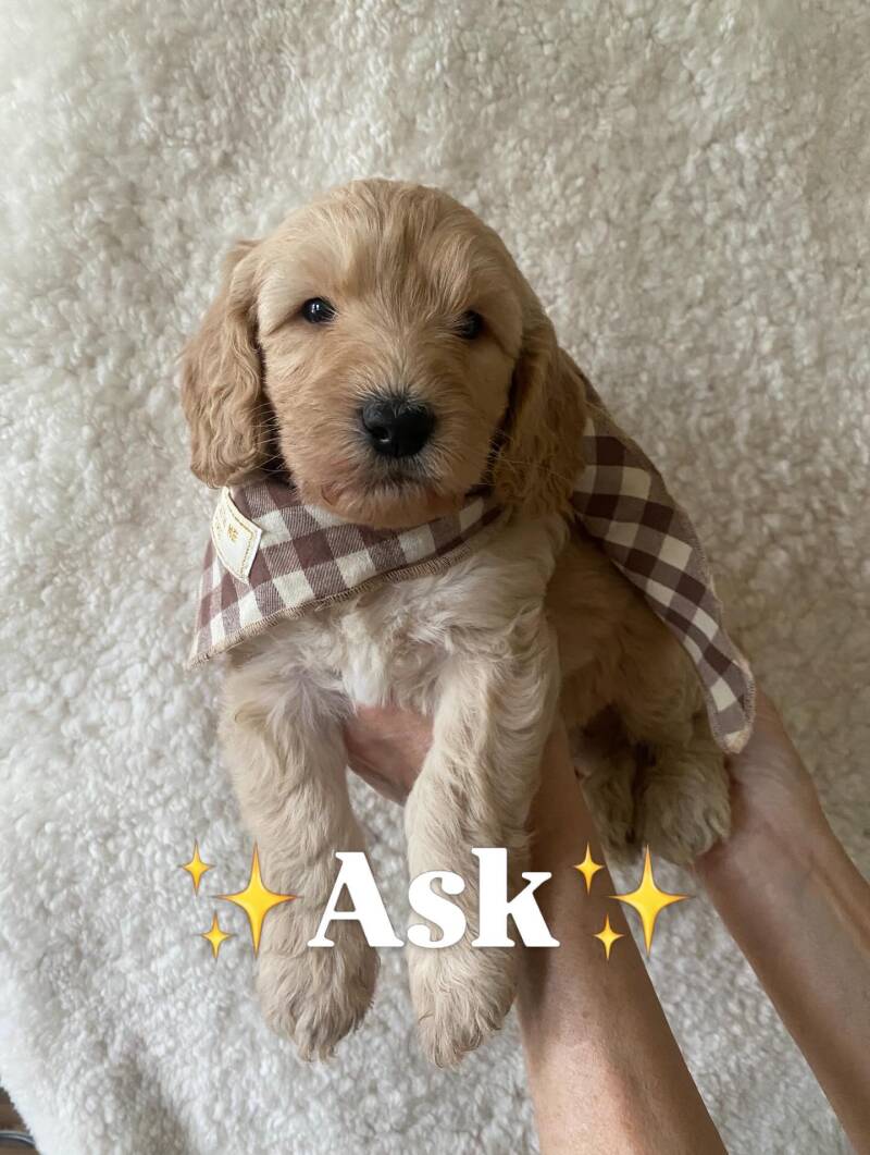 Ask labradoodlevalp creme aprikos hane framåt, sprallig och kelen