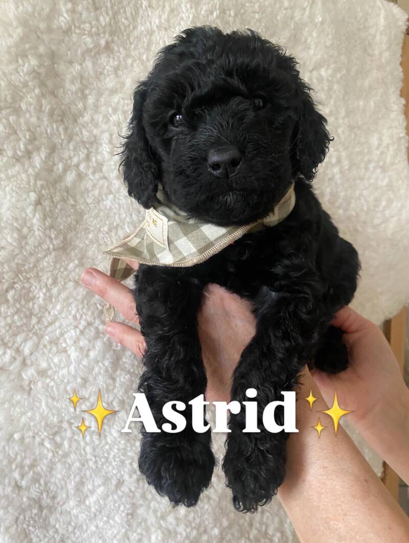 Astrid labradoodlevalp svart tik framåt, kelen och mycket social