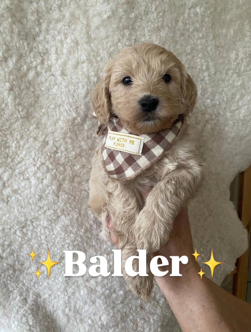 Balder labradoodlevalp hane energisk, framåt och sprallig med mycket bus