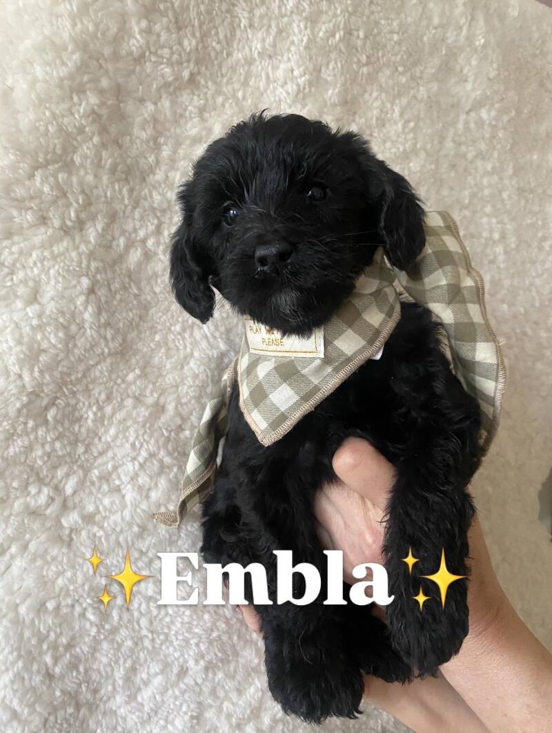 Embla labradoodlevalp svart tik social, kelen och lugnare temperament