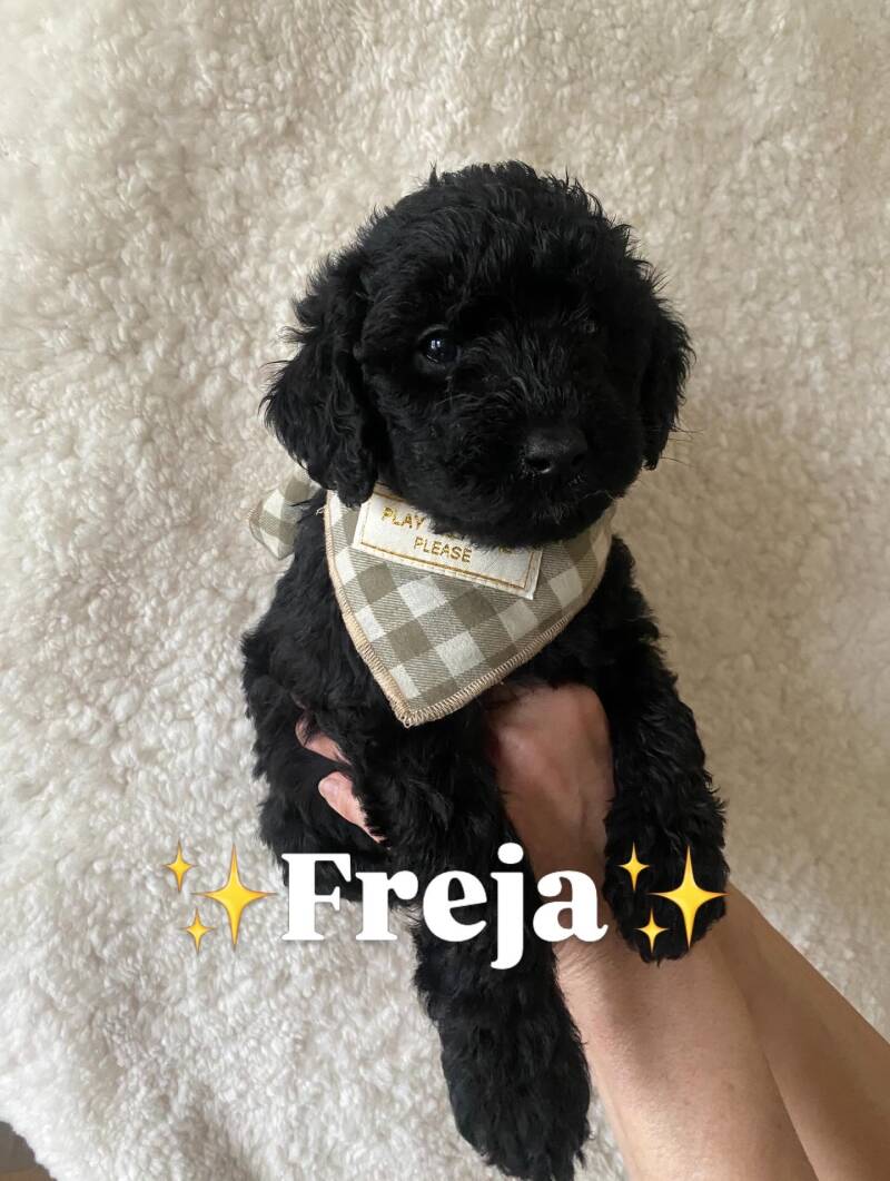 Freja labradoodlevalp svart tik kelen, social och något lugnare