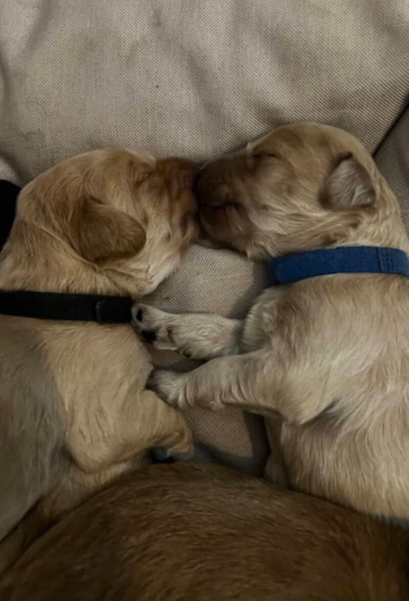 Två beiga labradoodlevalpar nos mot nos från Begynnelsekullen