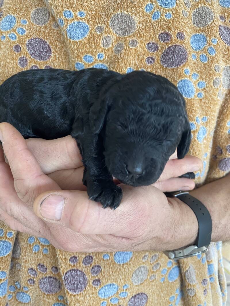 Svart labradoodle tikvalp i hand från Begynnelsekullen
