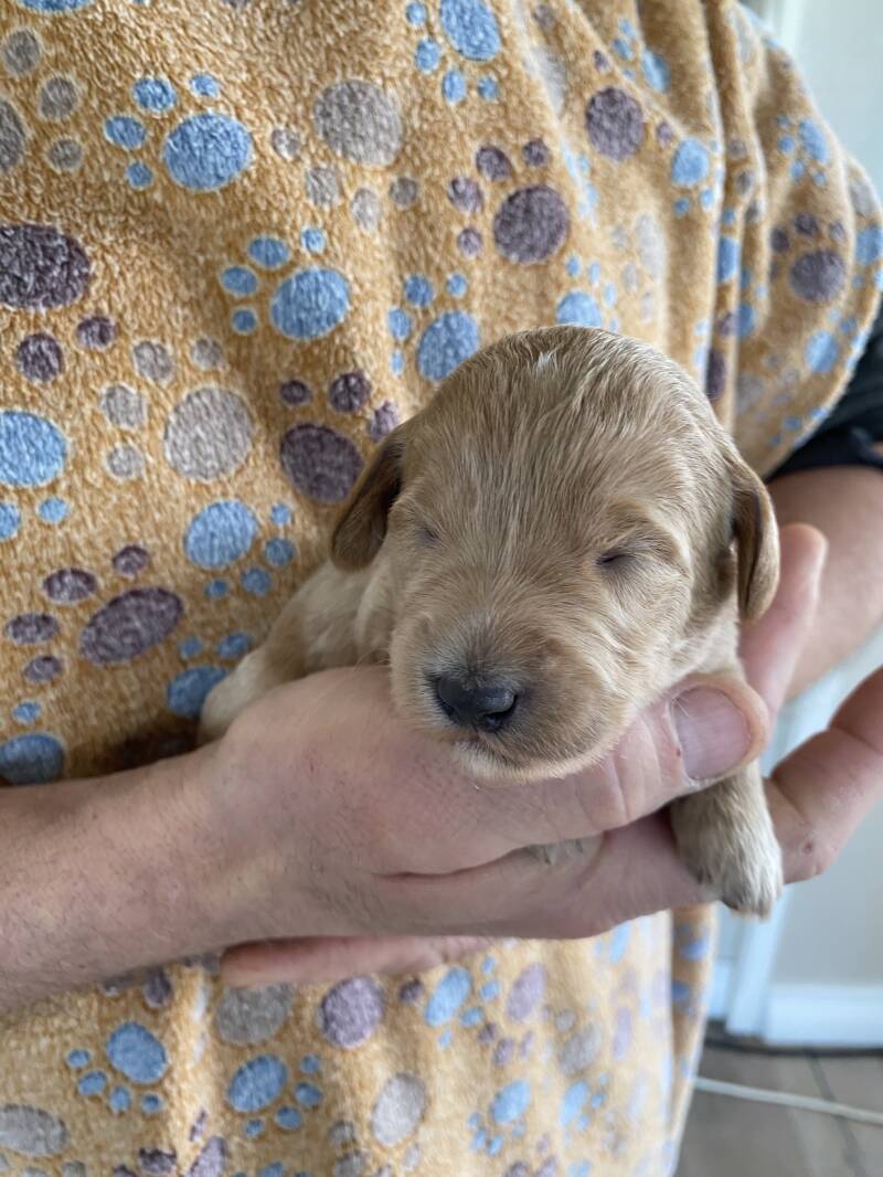 Ljus labradoodlehanvalp i hand från Begynnelsekullen