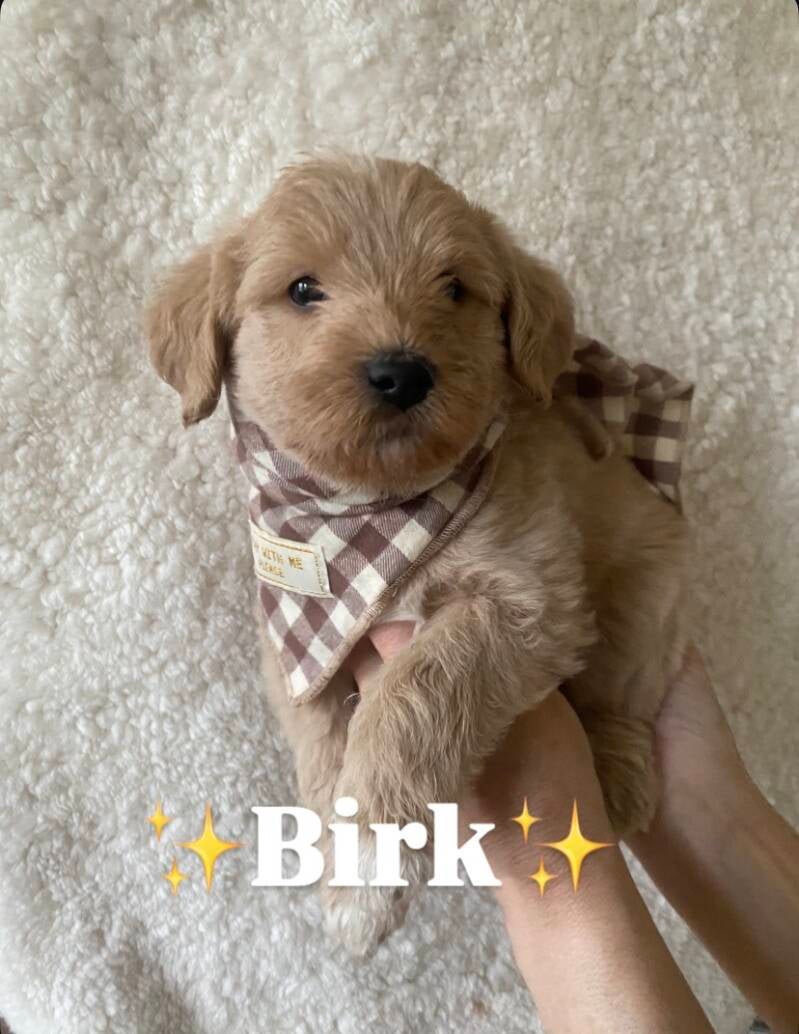 Birk labradoodlevalp aprikos creme hane lugn, kelen och knähund