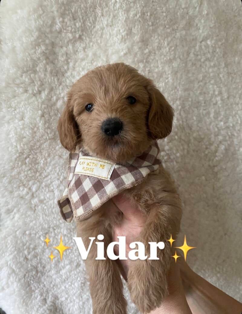 Vidar labradoodle valp hane social, följsam och mycket kelen