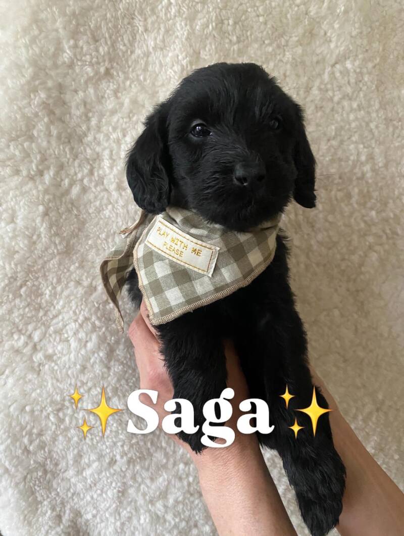 Saga labradoodlevalp svart tik stabil, busig och lugn med fint temperament