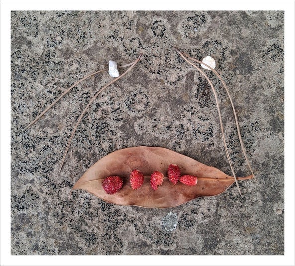 F. Christoph Schiermeyer Erdbeermund Nature Art