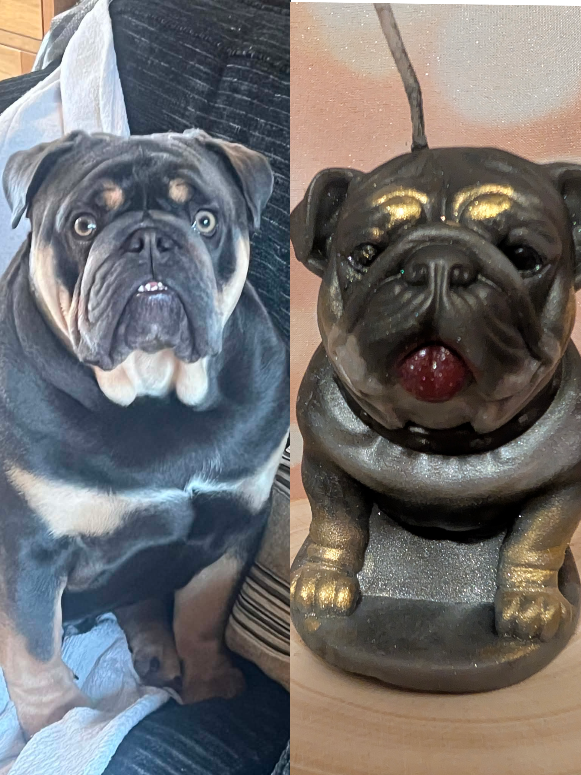 British bulldog display