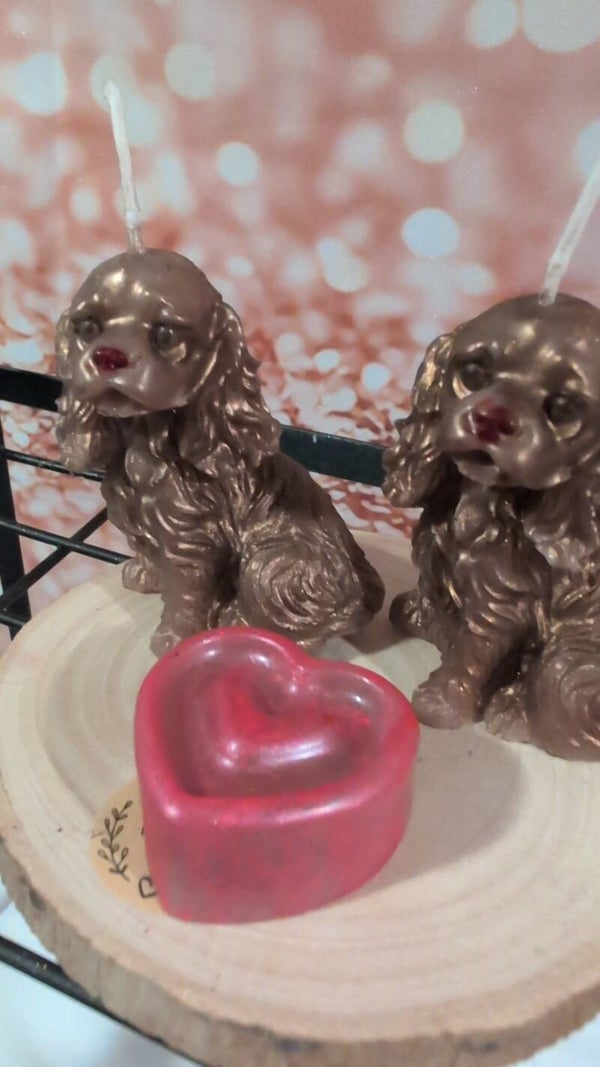 the cocker spaniel display