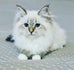 Happy Siberians kittens cattery