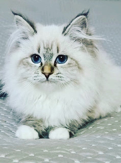 Easy Ways to find Siberian kittens for sale in Chevy Chase, DMV