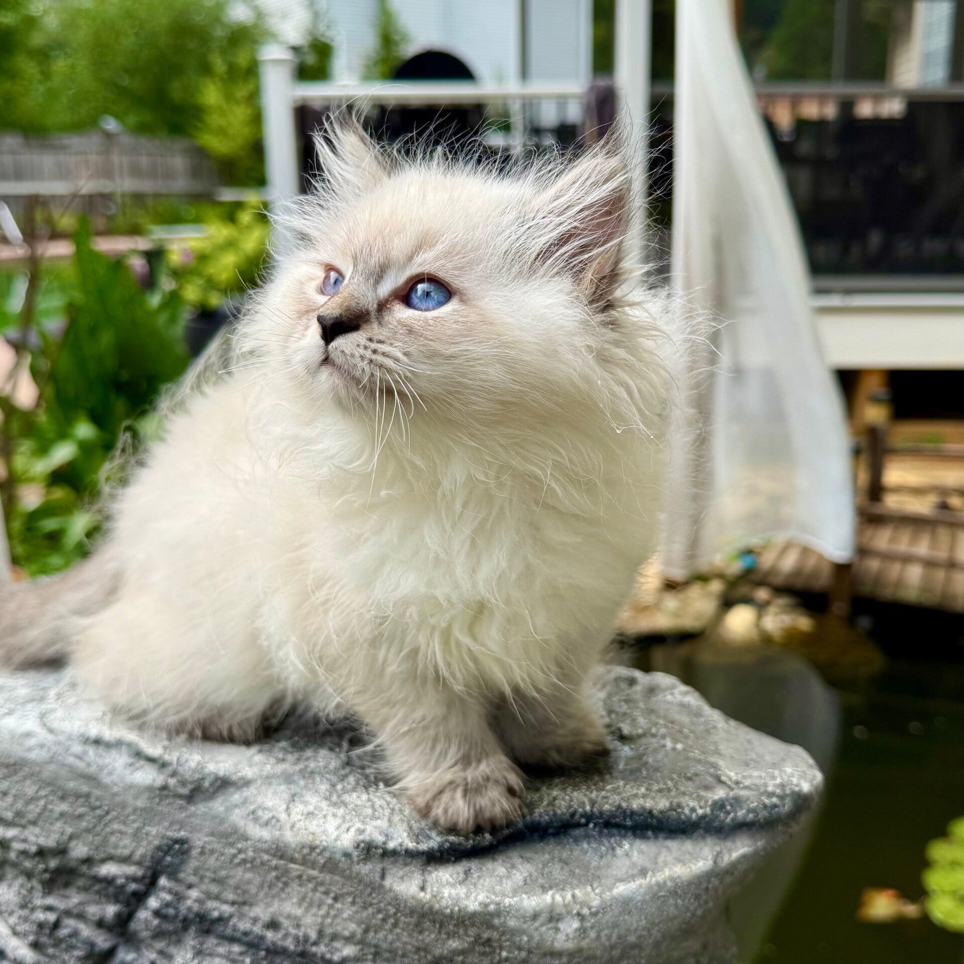 Neva Masquerade Siberian Cats in Bridgeport, WV