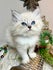 Happy Siberians kittens cattery