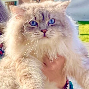 White Kittens with Blue Eyes in Marvin, NC