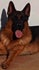 Mejores cachorros de pastor alemán de Andalucia