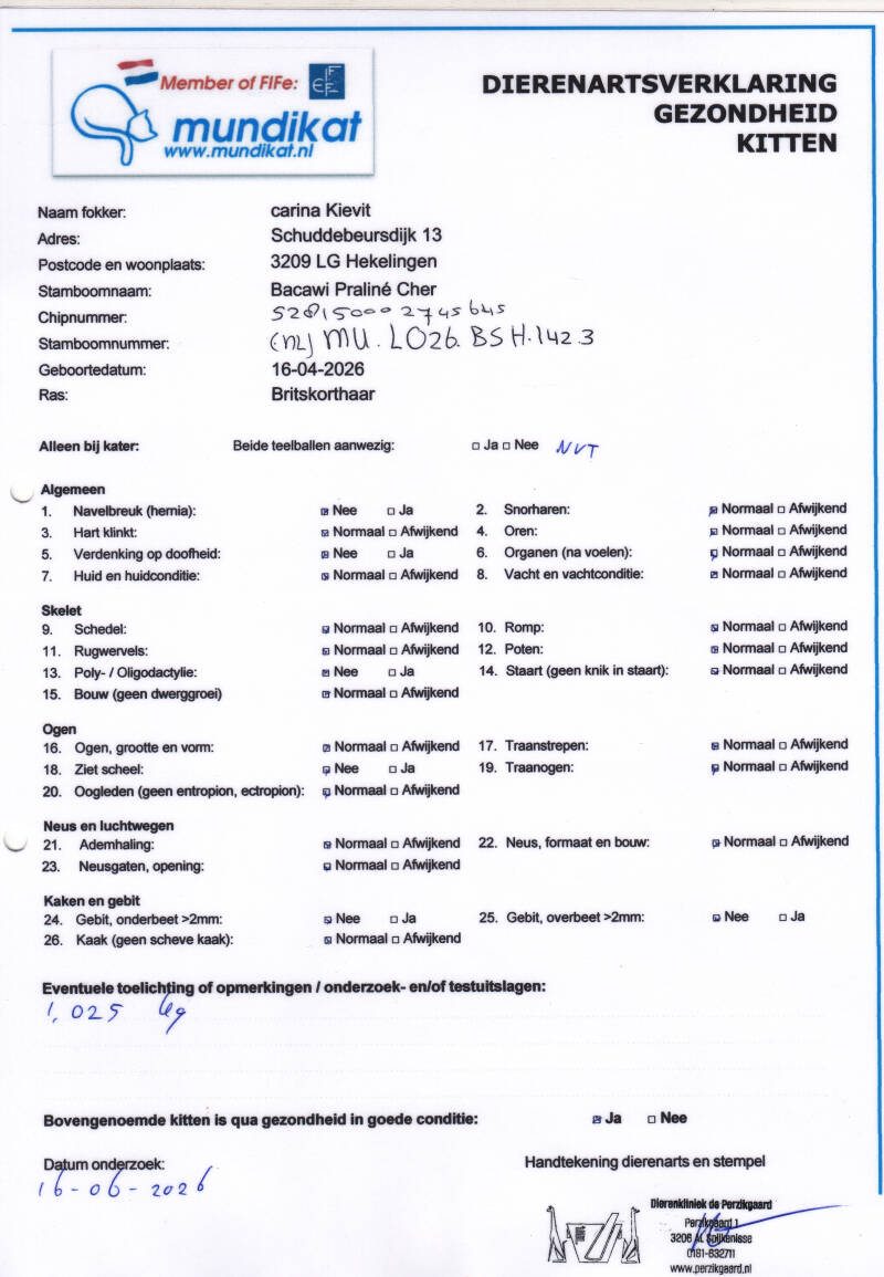 cher-gezondheidsverklaring-kitten-standard.jpg