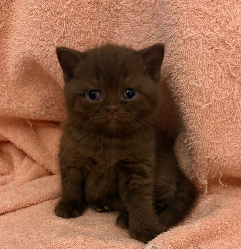 Floki