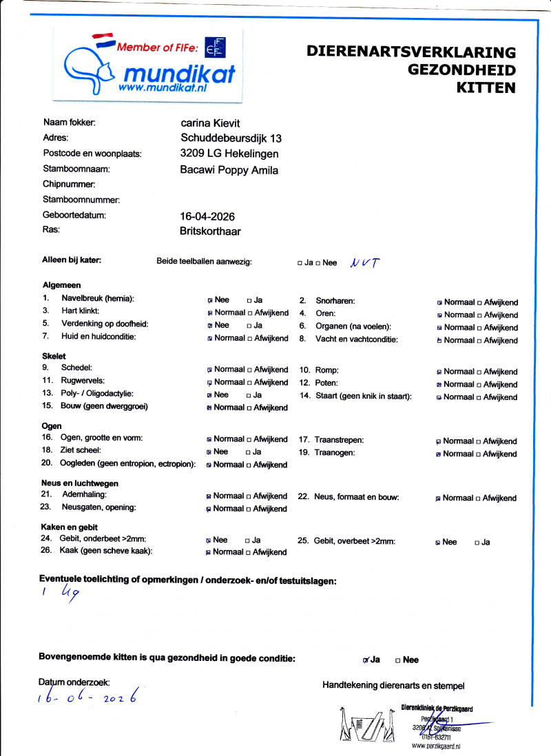 kitten-gezondheids-verklaring-amila-standard.jpg