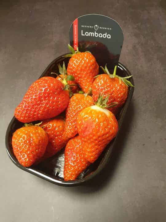 500 Hollandse Aardbeien