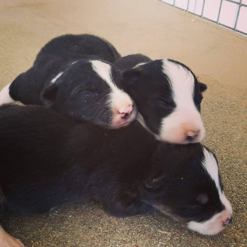 Chiots Border collie troupeau. Vente chiot border collie Gwreiddiau
