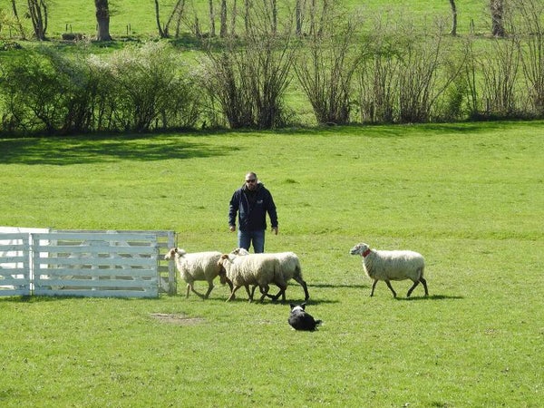 Forfait 1 mois Pension Dressage Troupeau