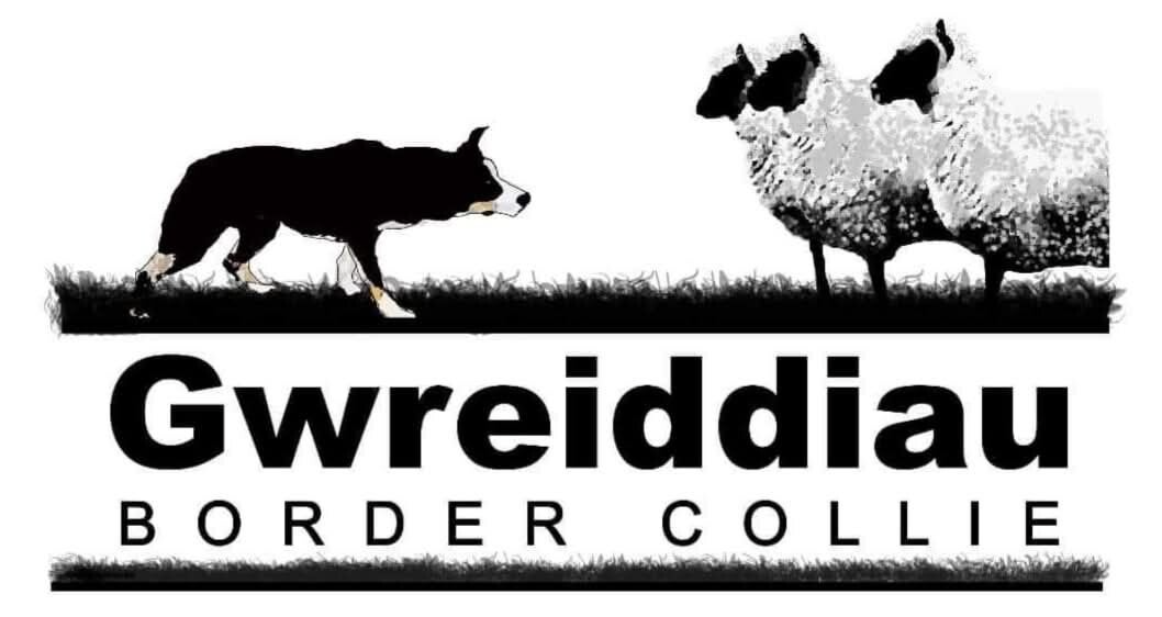  élevage border collie travail troupeau