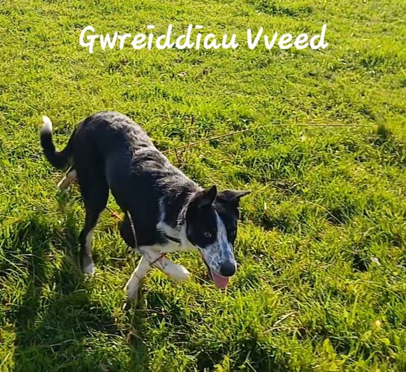 pedigree border collie chien de troupeau isds lof gwreiddiaupedigree border collie chien de troupeau isds lof gwreiddiau, sheepdogs. Rhône-Alpes, Ardèche, france. chien de berger.