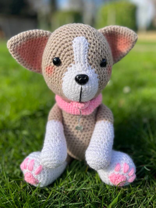 Chihuahua