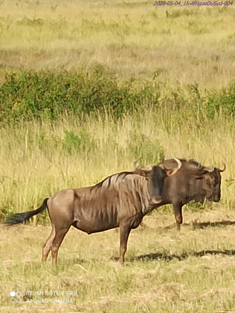 2026-05-04_15-afriquedusud-004_secary-standard.jpg