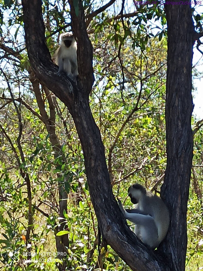 2026-05-04_15-afriquedusud-005_secary-standard.jpg