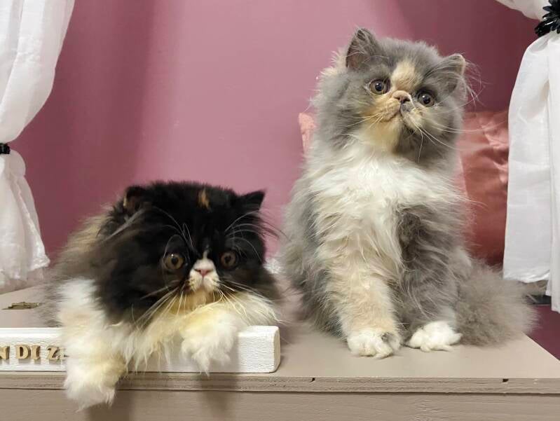 Cuccioli disponibili di gatto Persiano allevamento Pan di Zenzero