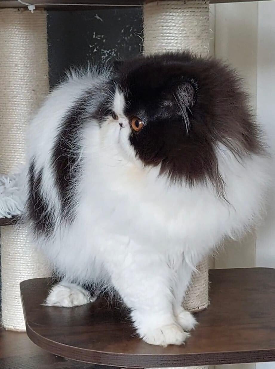 Maschi di gatto Persiano allevamento Pan di Zenzero