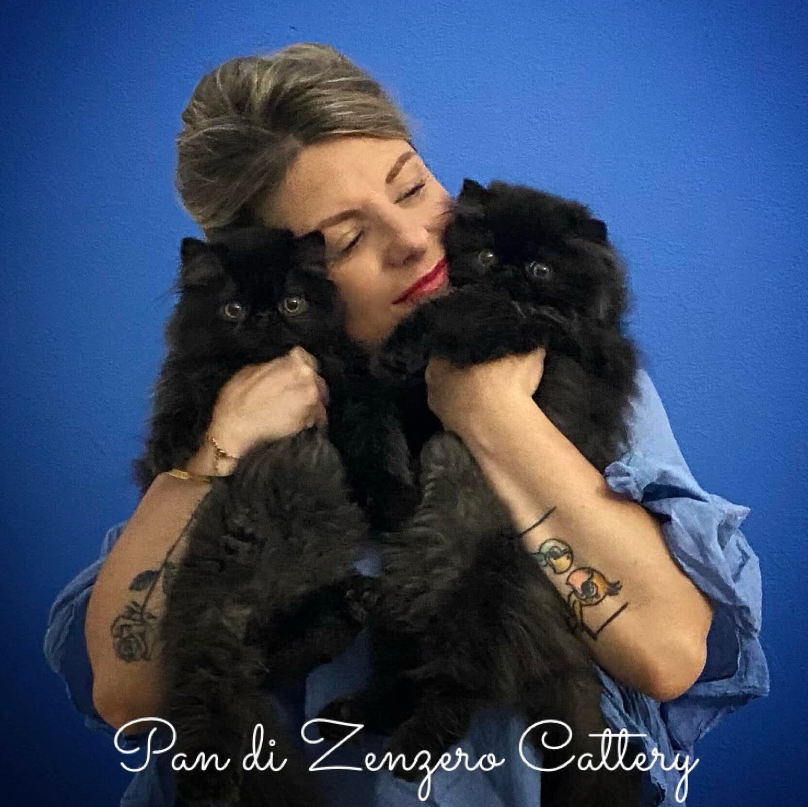 Allevamento gatti persiani