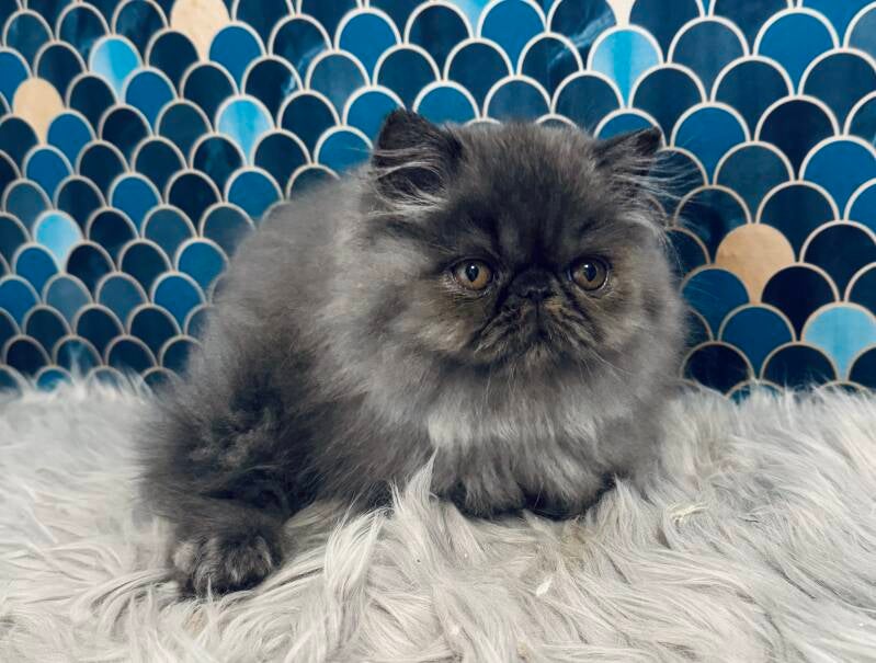 Cuccioli di gatto Persiano allevamento Pan di Zenzero