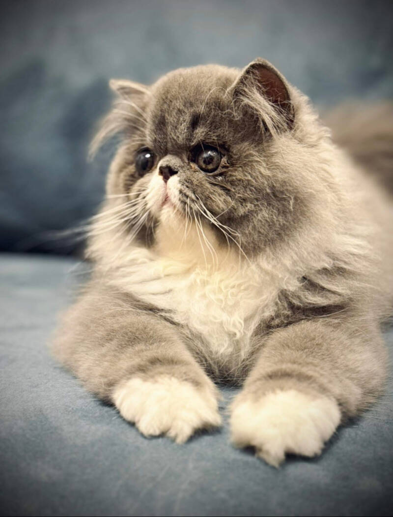 Maschi di gatto Persiano allevamento Pan di Zenzero