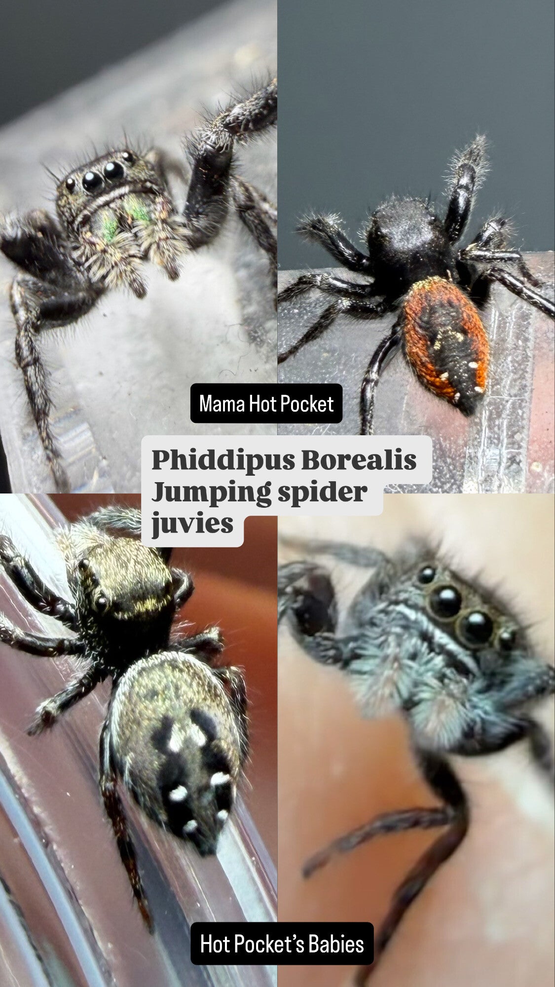 Phiddipus Borealis Juveniles unsexed